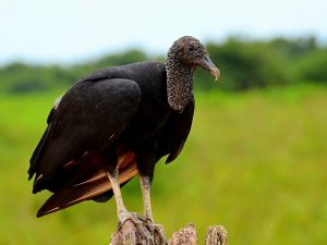 vulture-brazil-the-pantanal-bird.jpg